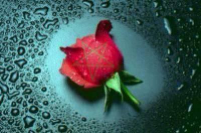 Une jolie belle fleur marocaine pour tous les visiteurs de mon blog